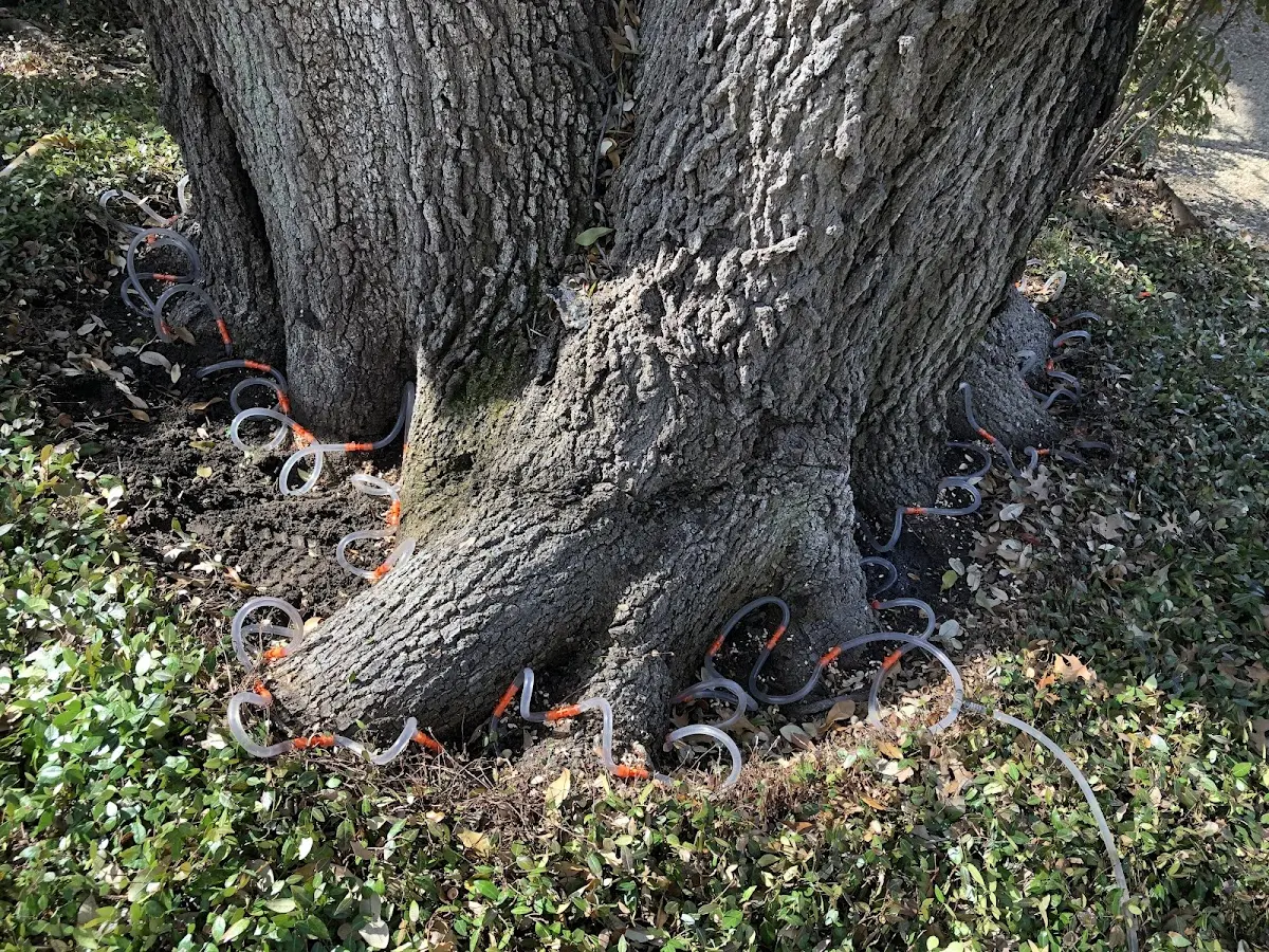 Detailed Tree Cabling and Bracing job site in Story City