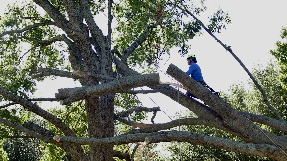 Professional Hazardous Tree Removal performed by certified arborists in Story City