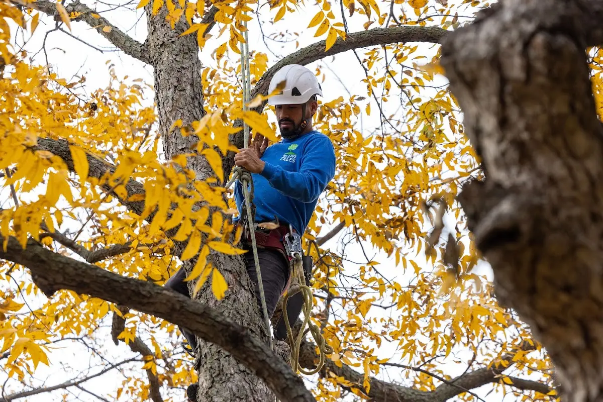 Skilled Storm Damage Cleanup crew working in Story City